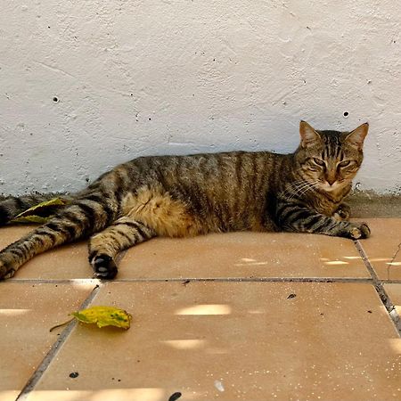 Estudio Adosado Acogedor Con Jardin, Barbacoa Y Parking Privado Αλικάντε Εξωτερικό φωτογραφία