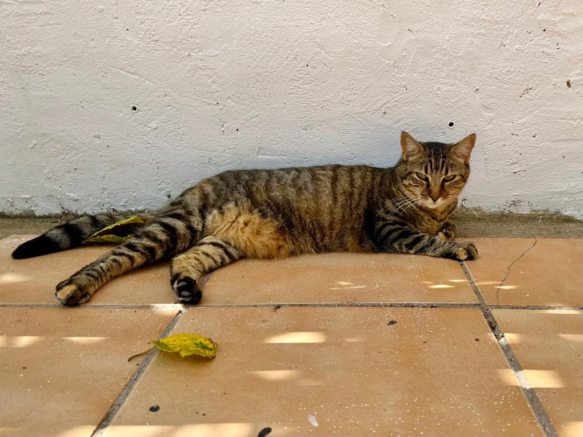 Estudio Adosado Acogedor Con Jardin, Barbacoa Y Parking Privado Αλικάντε Εξωτερικό φωτογραφία